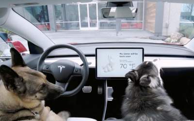 Tesla продемонстрировала работу режима для собак в авто